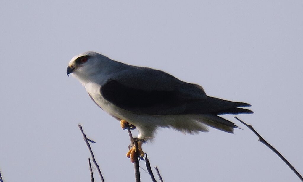 7 Days Ghana Forest Birding Tour