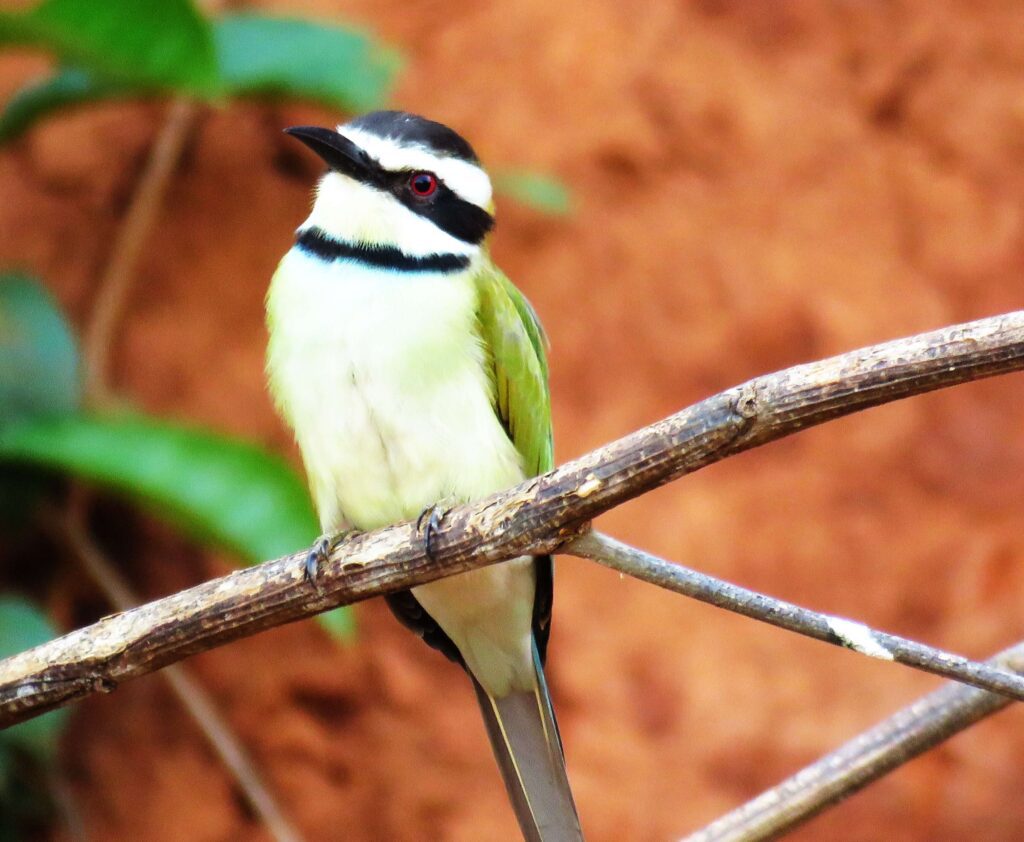 10 Days Ghana Forest Birding Tour